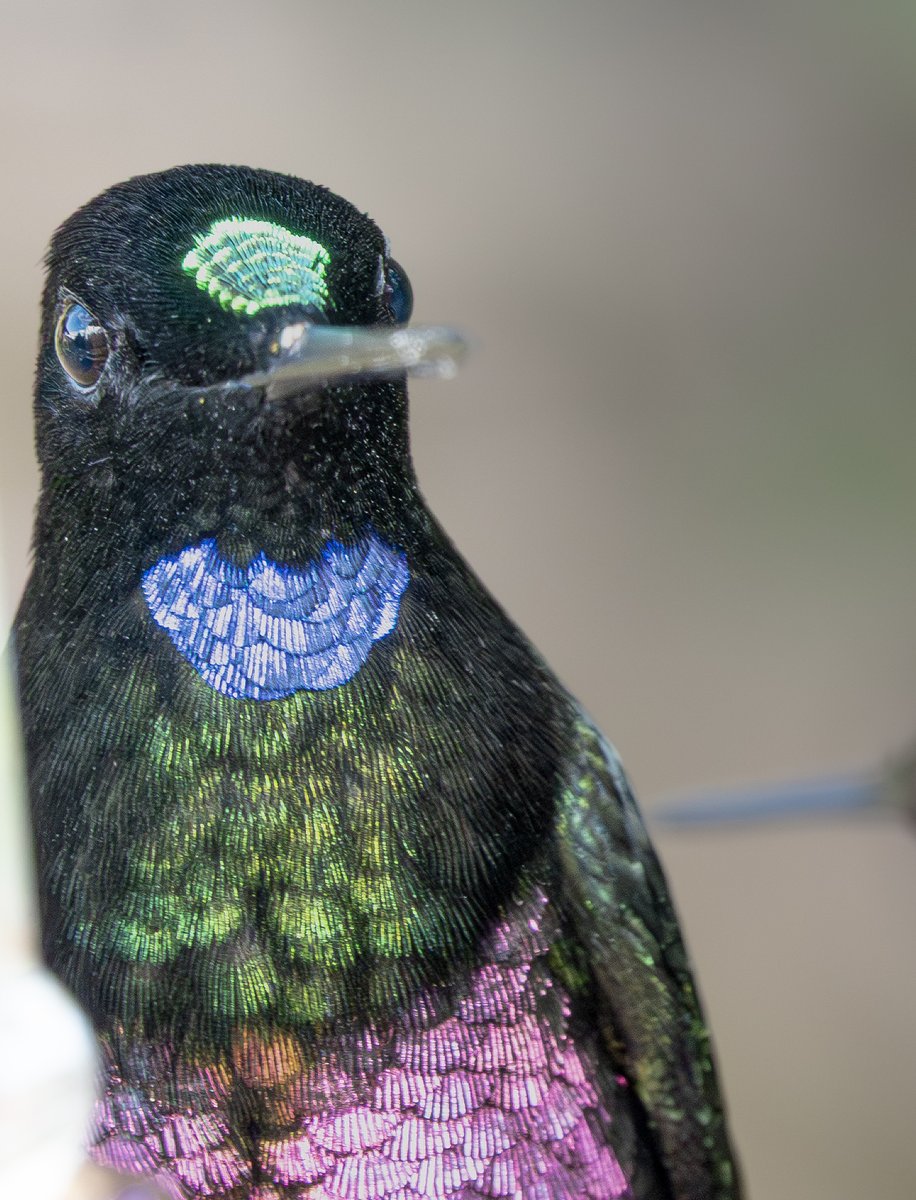 oswaldoaves's tweet photo. Un lindo colibrí que observaras en Colombia https://t.co/jvOuGwsci8