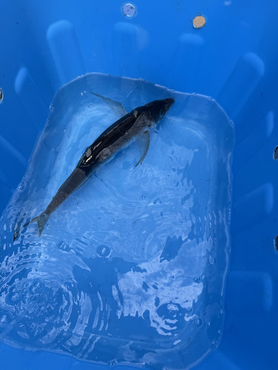 pomorin_'s tweet photo. 金谷港での黄金アジ釣り
釣果はいまいちでしたが40cm前後のビッグサイズでアタリも引きも凄かった。まるっとして脂のりも良さそう！楽しかった〜🥹
尋常ではない疲労感にユンケル黄帝手に取ったところシベットチンキが入っていた!!
今朝は苺ショコラのお香スタートです https://t.co/cLkxBrMaxJ