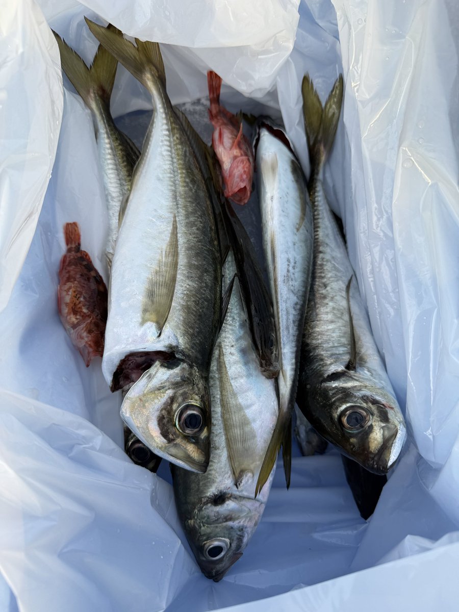 pomorin_'s tweet photo. 金谷港での黄金アジ釣り
釣果はいまいちでしたが40cm前後のビッグサイズでアタリも引きも凄かった。まるっとして脂のりも良さそう！楽しかった〜🥹
尋常ではない疲労感にユンケル黄帝手に取ったところシベットチンキが入っていた!!
今朝は苺ショコラのお香スタートです https://t.co/cLkxBrMaxJ