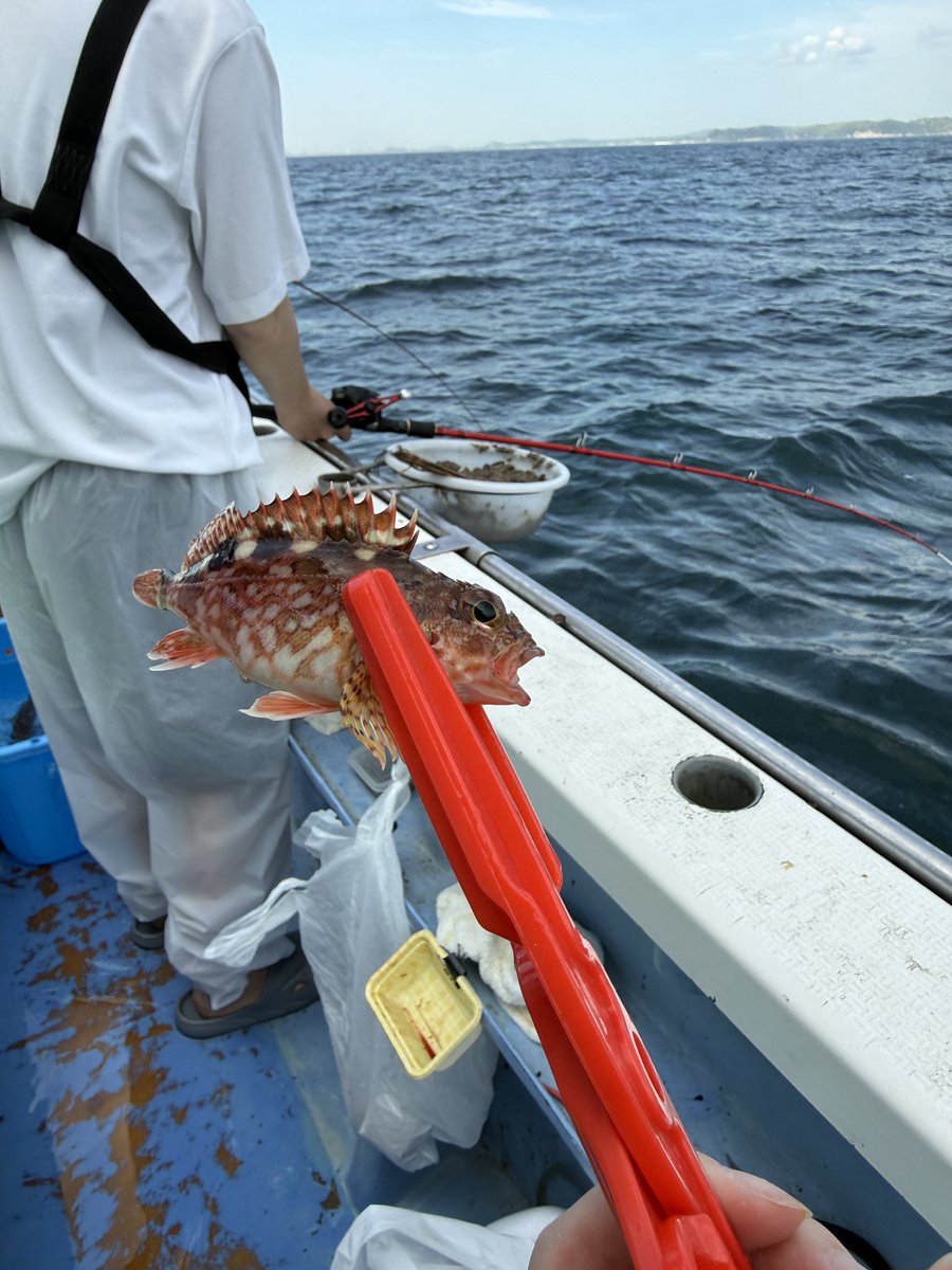 pomorin_'s tweet photo. 金谷港での黄金アジ釣り
釣果はいまいちでしたが40cm前後のビッグサイズでアタリも引きも凄かった。まるっとして脂のりも良さそう！楽しかった〜🥹
尋常ではない疲労感にユンケル黄帝手に取ったところシベットチンキが入っていた!!
今朝は苺ショコラのお香スタートです https://t.co/cLkxBrMaxJ