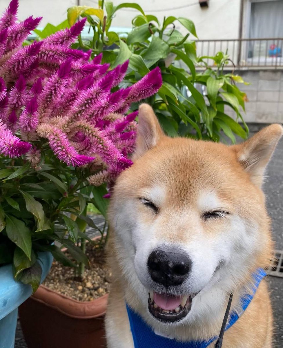 Marutarooneth's tweet photo. Maru smiling through life's little struggles https://t.co/aCh0blHZZQ