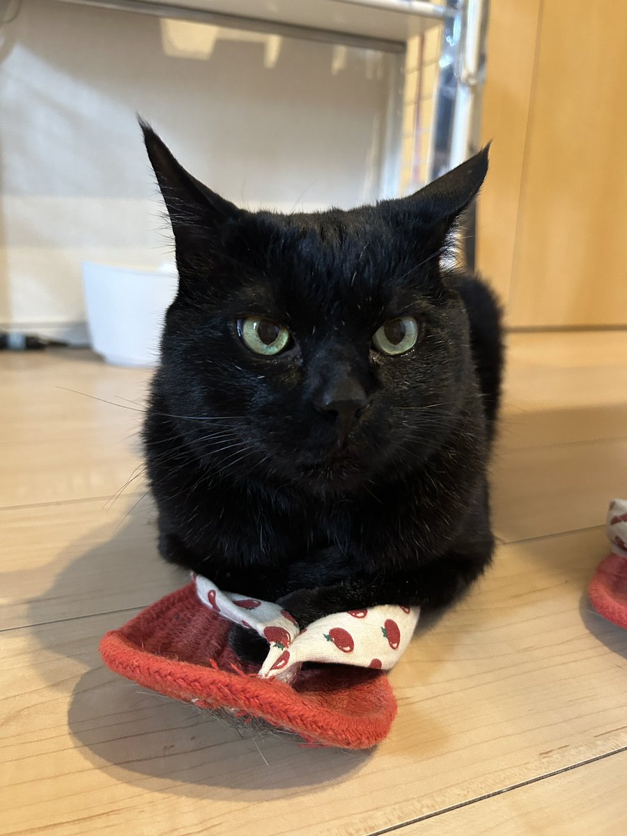 suzuharii's tweet photo. ｶｴｼﾃ https://t.co/k8BR8X8vQw