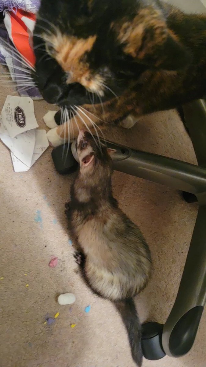 __Sergeant_J__'s tweet photo. My ferret died the other day.
Everything at my job is falling apart.
I literally wake up, go to work, come home, shower, eat dinner, lay in bed for 6+ hours until I actually fall asleep, repeat.
I can't keep doing this for the rest of my life.
#ferret https://t.co/kZdqRZjAQj