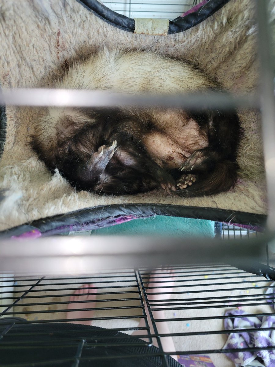 __Sergeant_J__'s tweet photo. My ferret died the other day.
Everything at my job is falling apart.
I literally wake up, go to work, come home, shower, eat dinner, lay in bed for 6+ hours until I actually fall asleep, repeat.
I can't keep doing this for the rest of my life.
#ferret https://t.co/kZdqRZjAQj