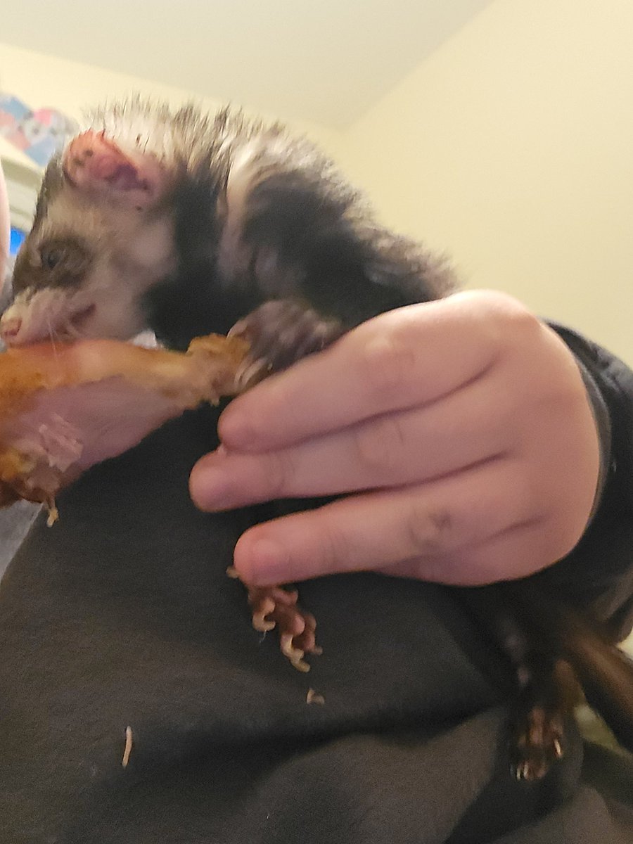 __Sergeant_J__'s tweet photo. My ferret died the other day.
Everything at my job is falling apart.
I literally wake up, go to work, come home, shower, eat dinner, lay in bed for 6+ hours until I actually fall asleep, repeat.
I can't keep doing this for the rest of my life.
#ferret https://t.co/kZdqRZjAQj