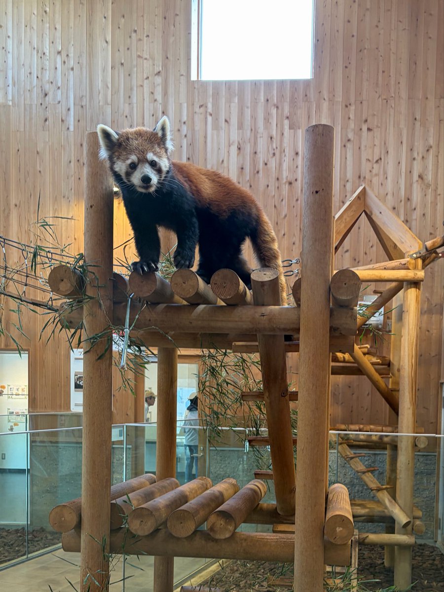 tarock4ag's tweet photo. レッサーパンダもサンバートラックも可愛すぎる #西山動物園 https://t.co/yyRteyBpH6