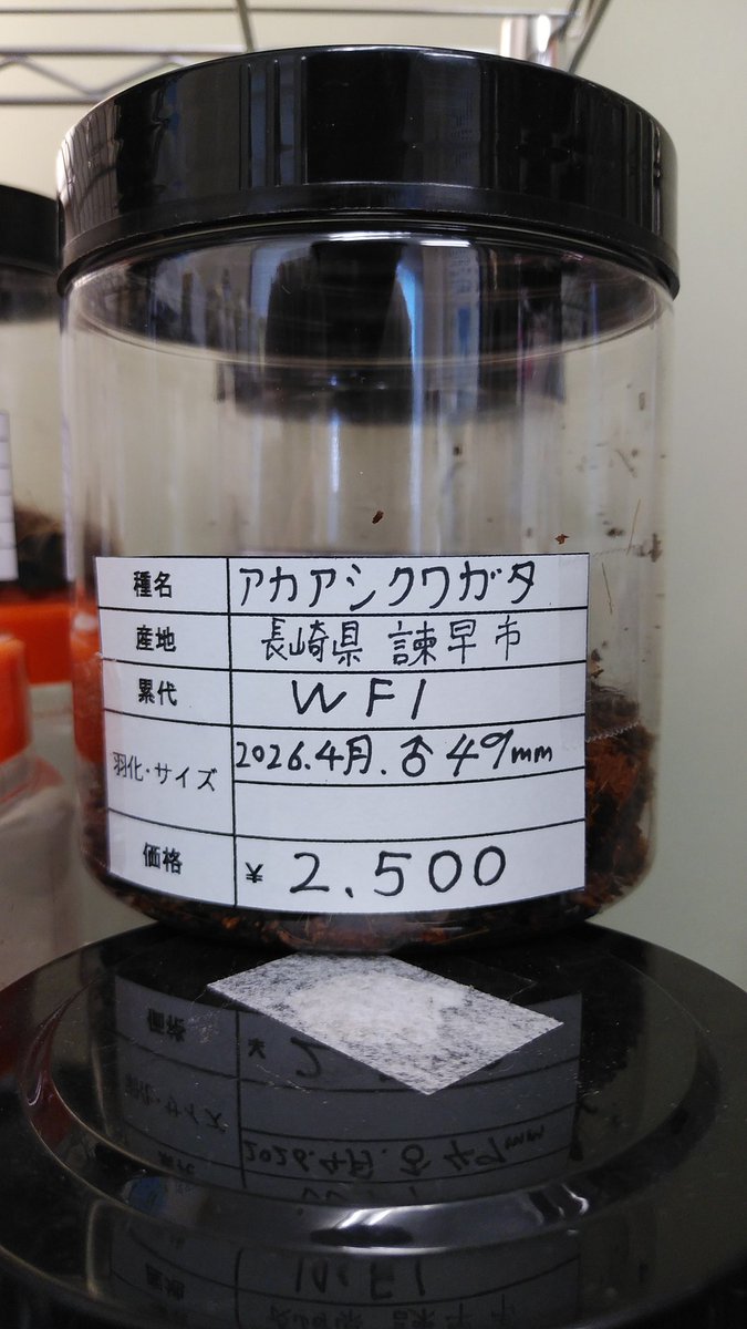 iAjkmsw8OY7GDjv's tweet photo. アカアシクワガタ♂成虫単品入荷しました。
#昆虫ショップくわがたセンセー
#アカアシクワガタ https://t.co/dslFKlheyF