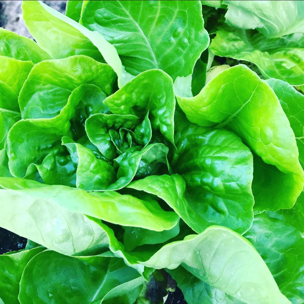 LansingFarm1's tweet photo. 2026 CSA Newsletter- Week 1 - https://t.co/tASYfiIJpq https://t.co/sRFktHTw5k