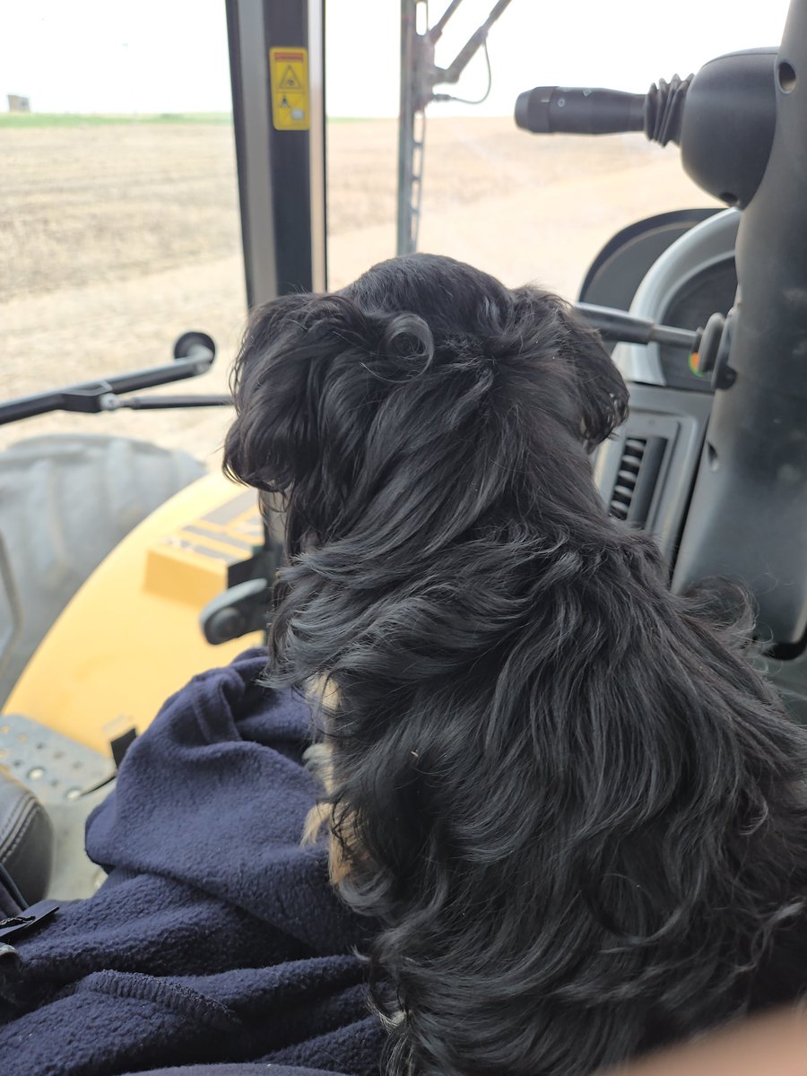 sixpackfarms's tweet photo. Me and the dog are calling it job  done. Every year has its challenges, being too dry wasnt it so far this year. Feels weird but I like it. https://t.co/197NlcPBe0