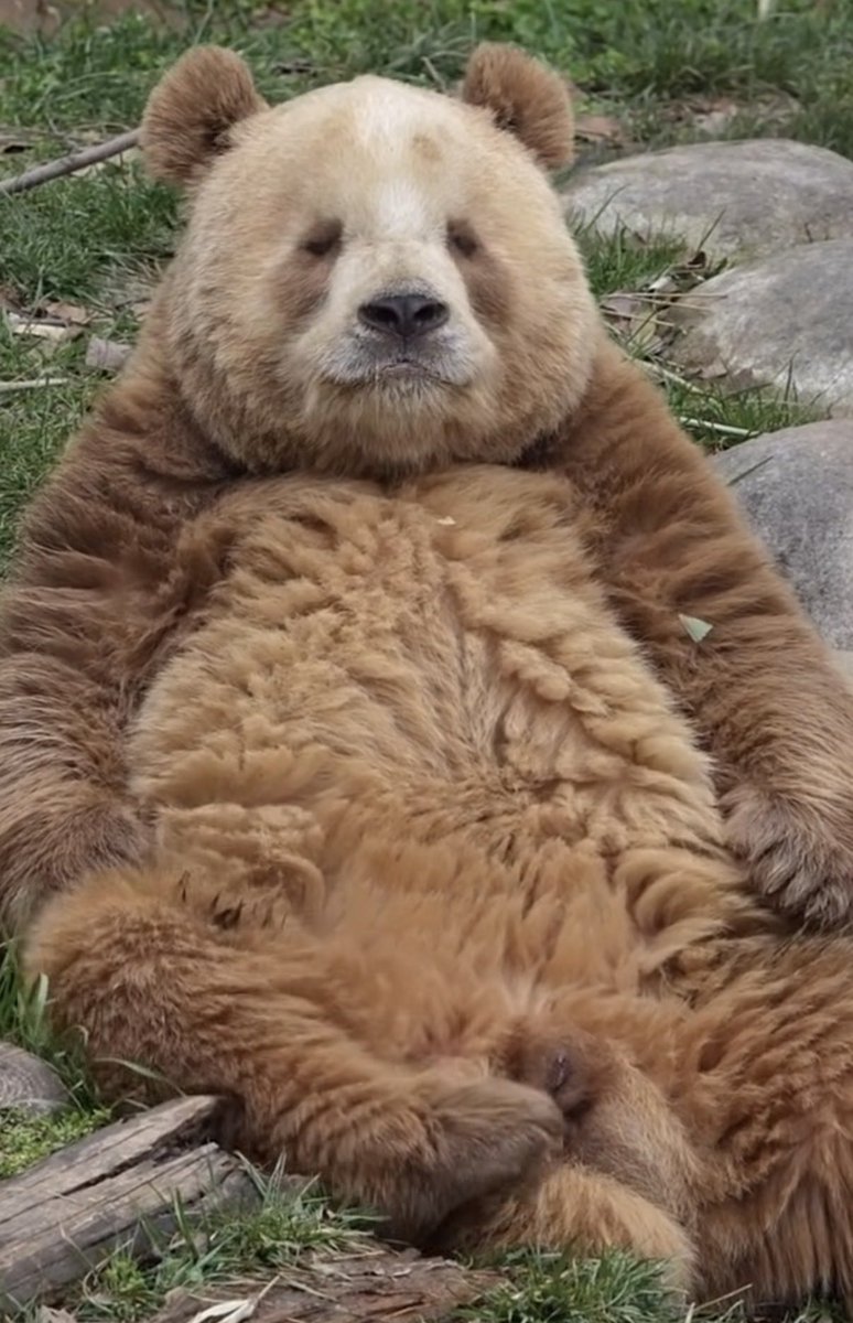 Eggroll 🐻‍❄️ tweet media