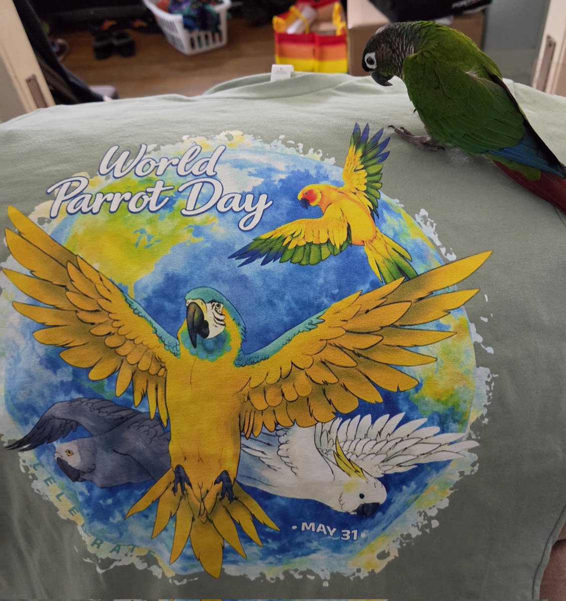 PepperNPals's tweet photo. Happy world parrot day! Here's Charlie with my shirt from World Parrot Trust. I just got it in the mail today so I didn't wear it yet lol https://t.co/lRJYJsI4hG