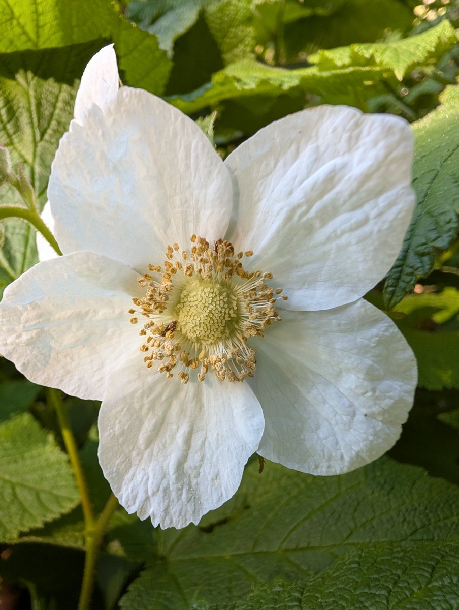UmbralShadows's tweet photo. A thimbleberry blossom and the sky above where I found it.

Vancouver island,
British Columbia,
Canada.

Hope your weekend was fruitful. 💚 https://t.co/EWuoPGQJGS