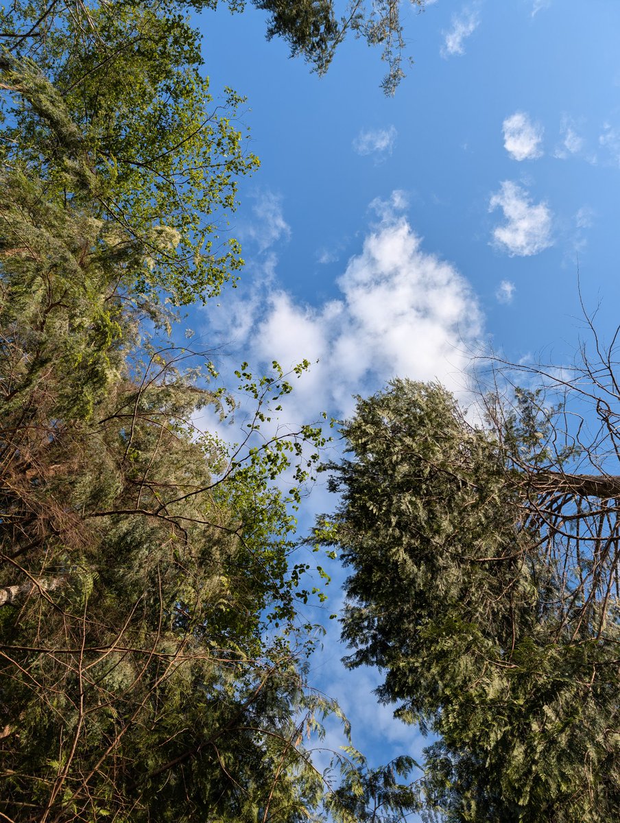 UmbralShadows's tweet photo. A thimbleberry blossom and the sky above where I found it.

Vancouver island,
British Columbia,
Canada.

Hope your weekend was fruitful. 💚 https://t.co/EWuoPGQJGS
