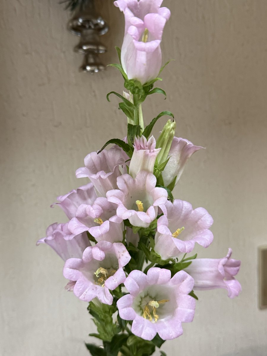 島田まさし（吉本興業） (@masashi_shimada) / Posts / X