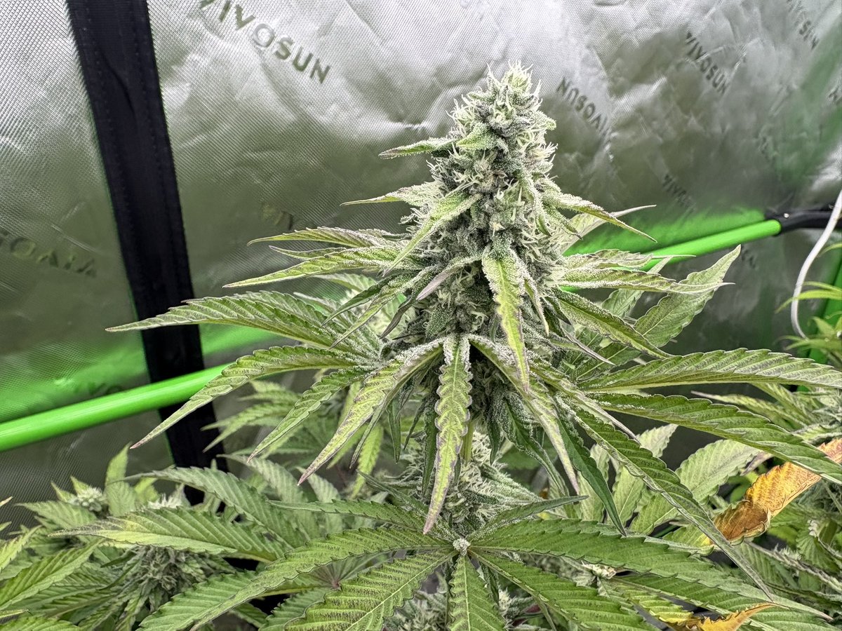 GrowsOhio's tweet photo. I snapped these before I left for work. It has been a lovely weekend. The ladies are stacking and slathering on that sunscreen…. 1st is GCRxCJ by @noveltygiftseed 2nd is Caboodle by @Ericcannavet and the last 2 are Side Chick by @BeansByWuzi which has the funk. Let’s grow baby!! https://t.co/RLHHaoADAg