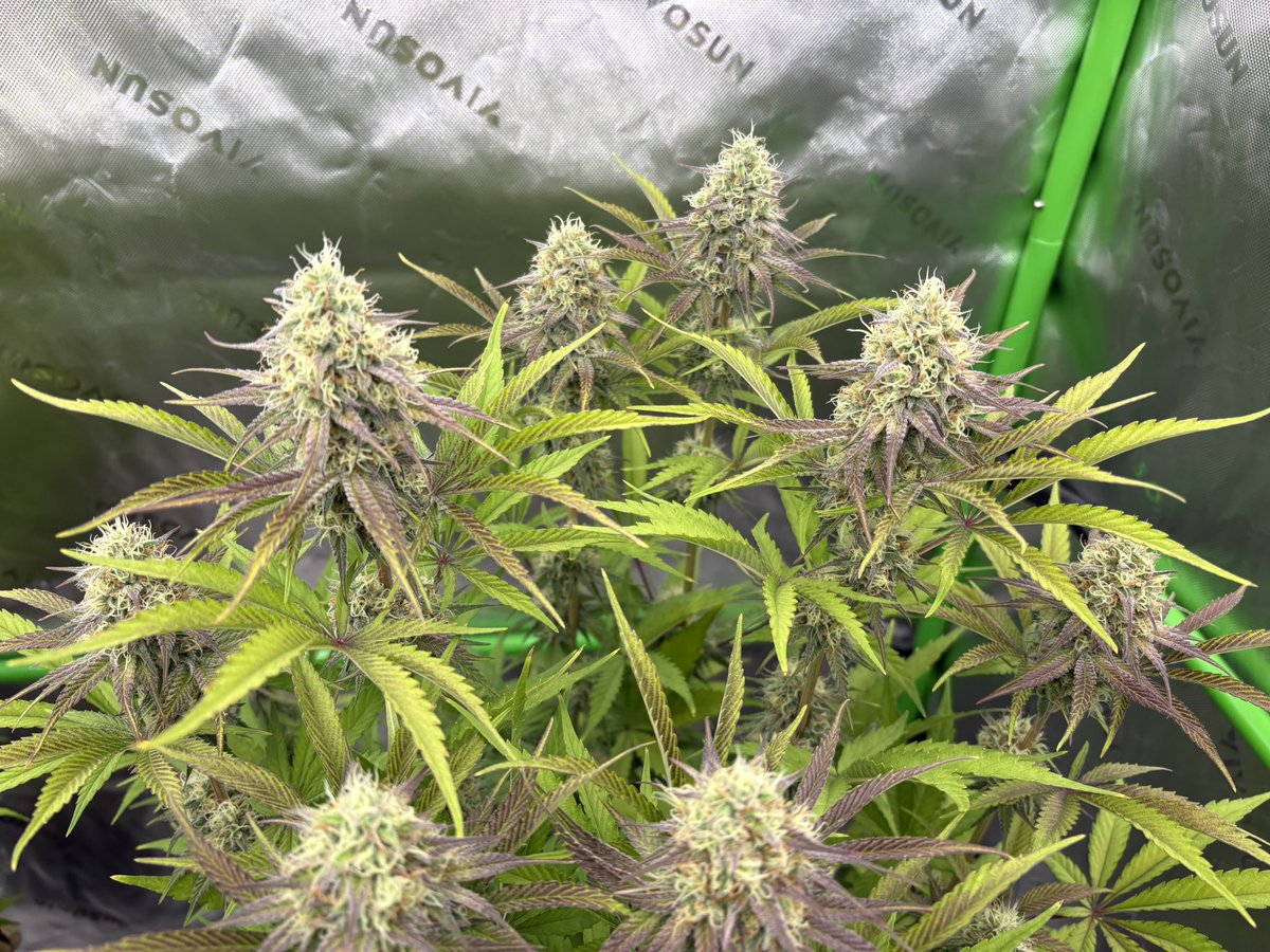 GrowsOhio's tweet photo. I snapped these before I left for work. It has been a lovely weekend. The ladies are stacking and slathering on that sunscreen…. 1st is GCRxCJ by @noveltygiftseed 2nd is Caboodle by @Ericcannavet and the last 2 are Side Chick by @BeansByWuzi which has the funk. Let’s grow baby!! https://t.co/RLHHaoADAg