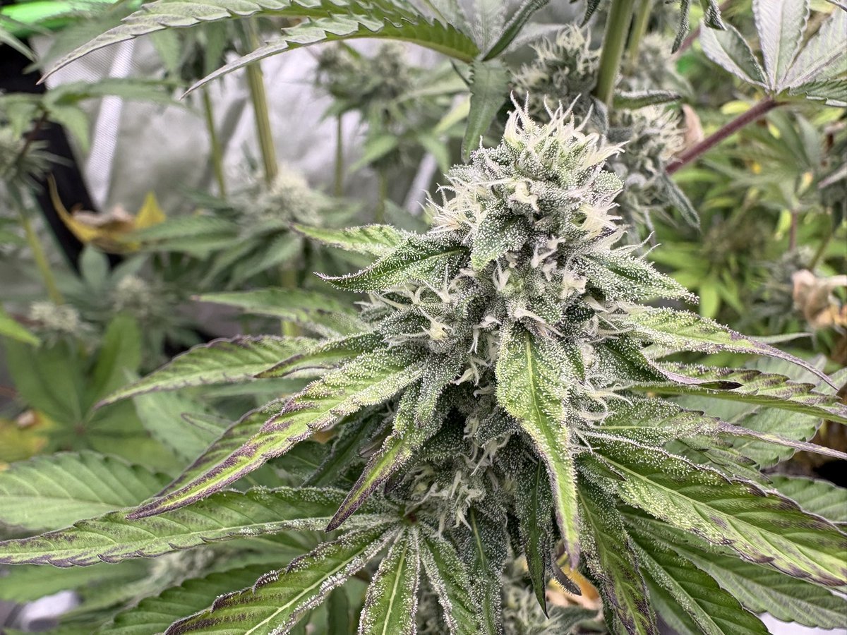 GrowsOhio's tweet photo. I snapped these before I left for work. It has been a lovely weekend. The ladies are stacking and slathering on that sunscreen…. 1st is GCRxCJ by @noveltygiftseed 2nd is Caboodle by @Ericcannavet and the last 2 are Side Chick by @BeansByWuzi which has the funk. Let’s grow baby!! https://t.co/RLHHaoADAg