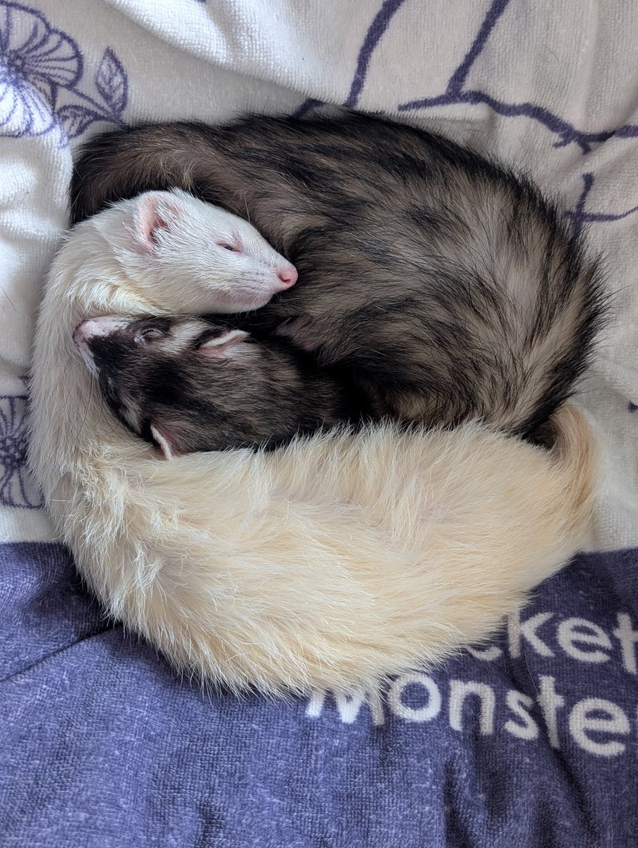 今月の勾玉☯ #つイタチだしイタチの画像上げていこうぜ #ferret