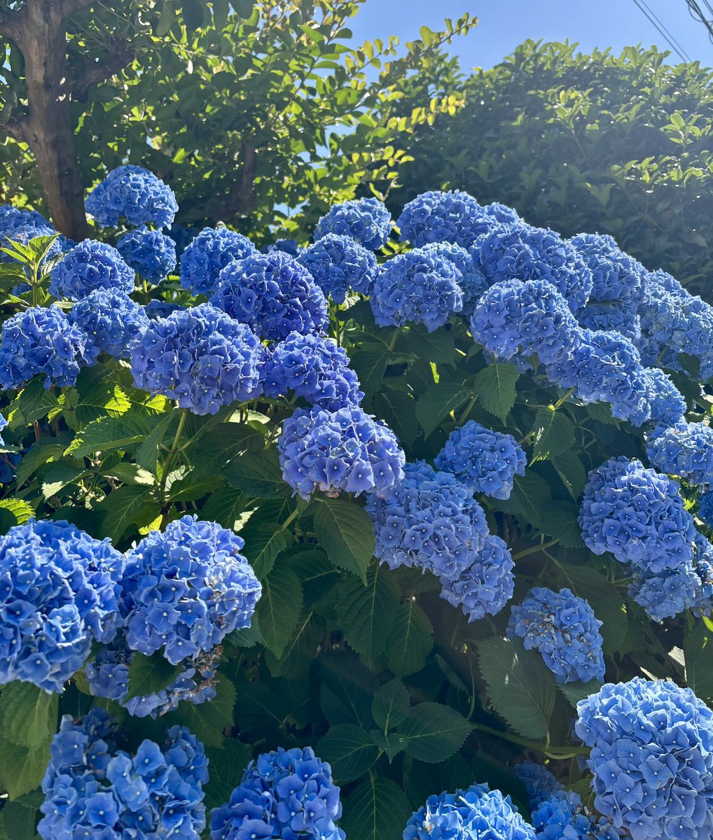 今日の紫陽花 #20260601 もう6月とはびっくり！
