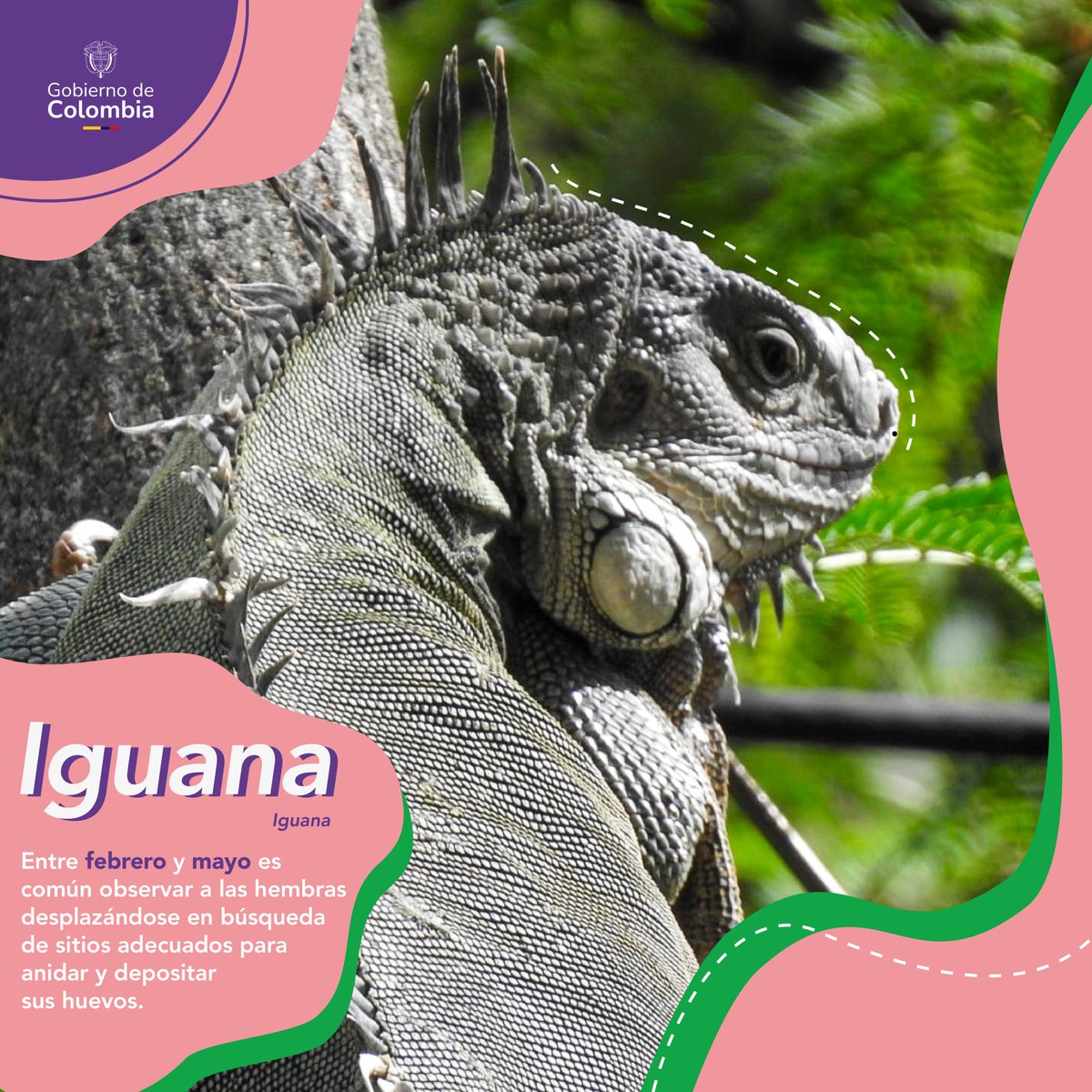 metrodemedellin's tweet photo. 🌿 Entre diciembre y marzo las iguanas🦎 tienen su temporada reproductiva. Por eso entre febrero y mayo es común verlas desplazarse en zonas verdes, quebradas, vías y sectores cercanos a obras del #MetroDeLa80.🚧

Aquí las monitoreamos y adelantamos acciones de protección para salvaguardarlas y promover una convivencia responsable con la fauna silvestre.💚