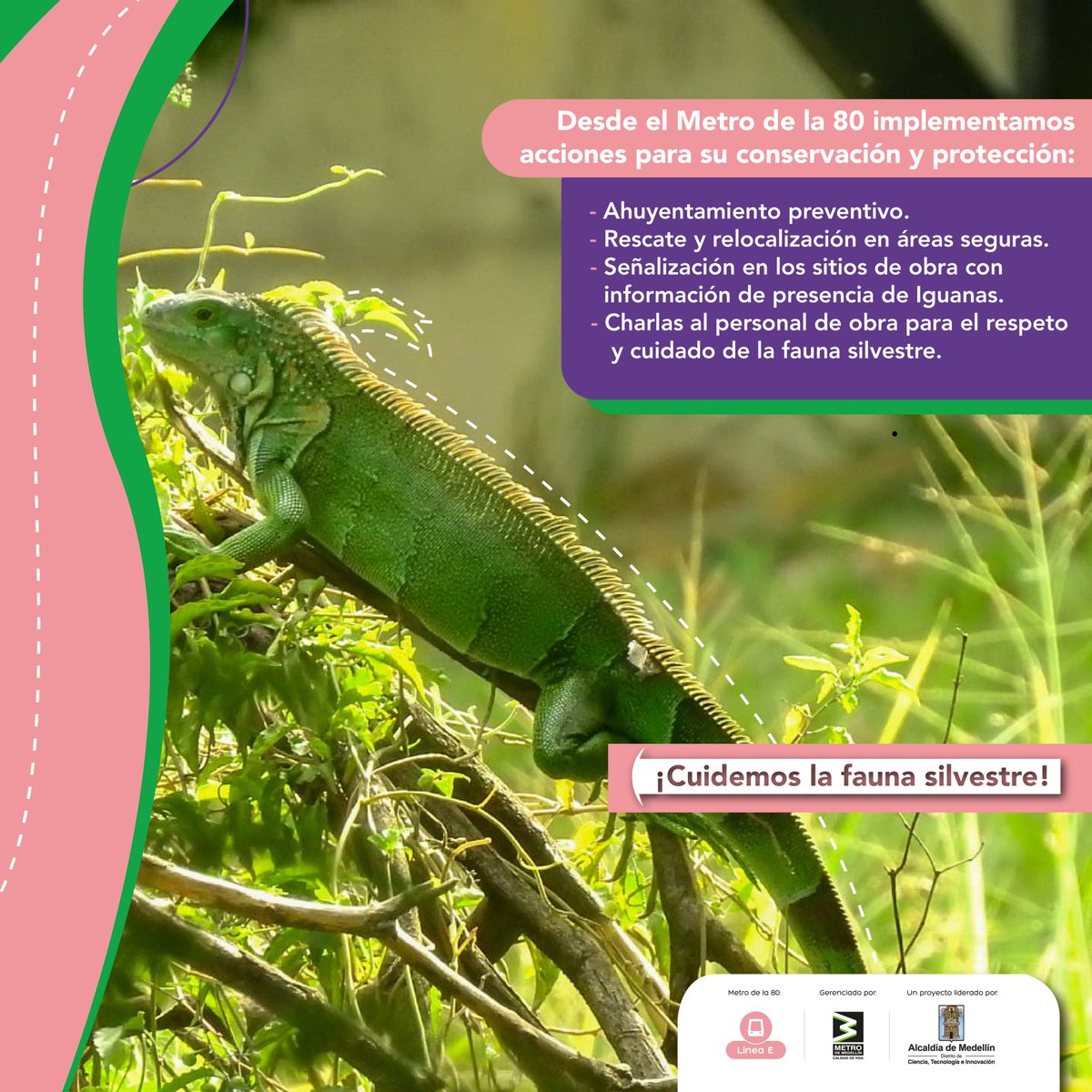 metrodemedellin's tweet photo. 🌿 Entre diciembre y marzo las iguanas🦎 tienen su temporada reproductiva. Por eso entre febrero y mayo es común verlas desplazarse en zonas verdes, quebradas, vías y sectores cercanos a obras del #MetroDeLa80.🚧

Aquí las monitoreamos y adelantamos acciones de protección para salvaguardarlas y promover una convivencia responsable con la fauna silvestre.💚