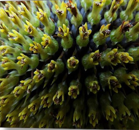 Angel617Liz's tweet photo. https://t.co/iOBmJ8so6z
Each sunflower’s head is made of smaller flowers, they are actually thousands of tiny flowers.
"Sunflower Wishes" available in print, canvas, apparel, home decor and more. 
#NaturePhotography #Sunflower #SunflowerCollection https://t.co/QVtvx2EaZG