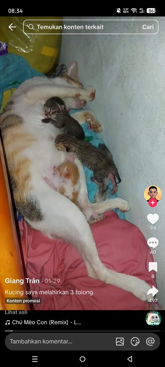 kitty_hell17850's tweet photo. @bakuldimsum_ Keknya ai deh https://t.co/wORB913NPR