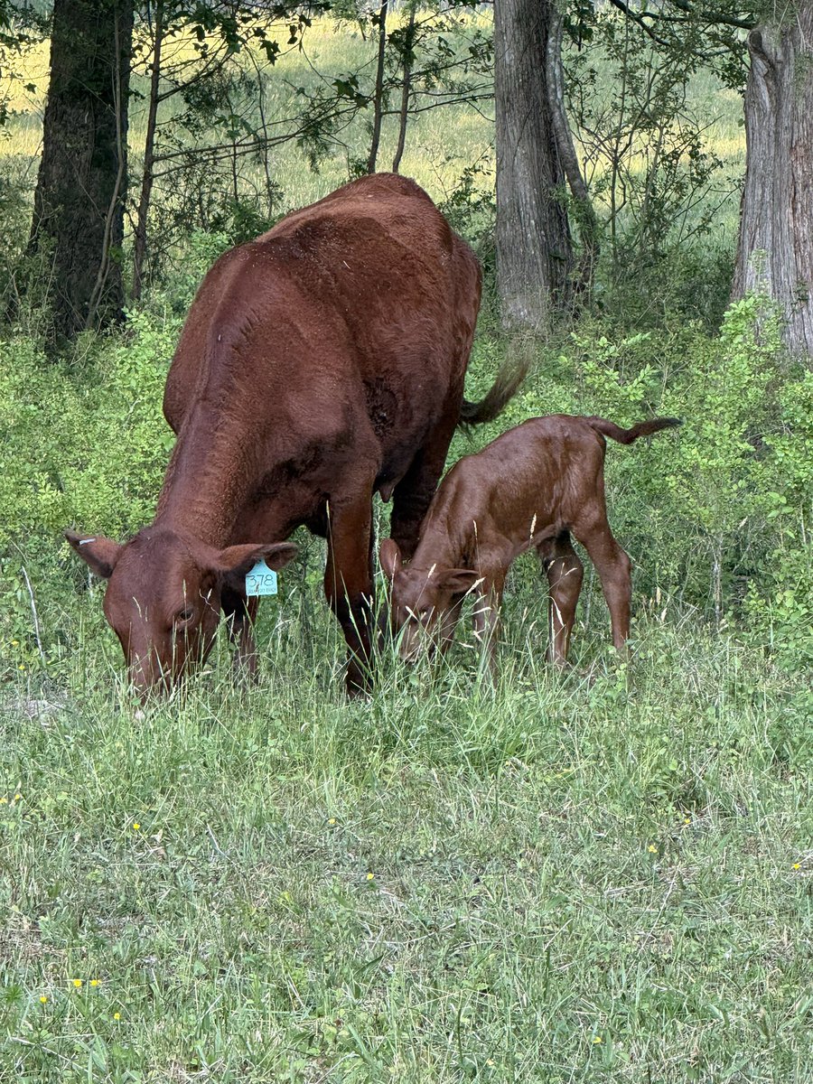 JonEasystep's tweet photo. @alexinman @JohnSchick @HeatMis46503672 That’s real life experience on the ranch for sure. I had them shipped from Texas. I first saw them when I was 16. My ancestors were West Texas cattlemen in the early 1900’s so I thought I would bring a little Texas to Hanover County. https://t.co/6FHdMqLvd3