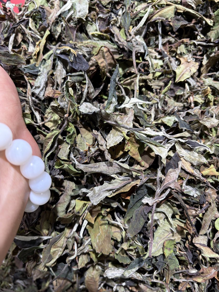 gowiden's tweet photo. Superb, top-quality #whitetea 🍃 #AncientTreeTea 

📩 DM me to get a taste ~ https://t.co/nfOpgFdgMU