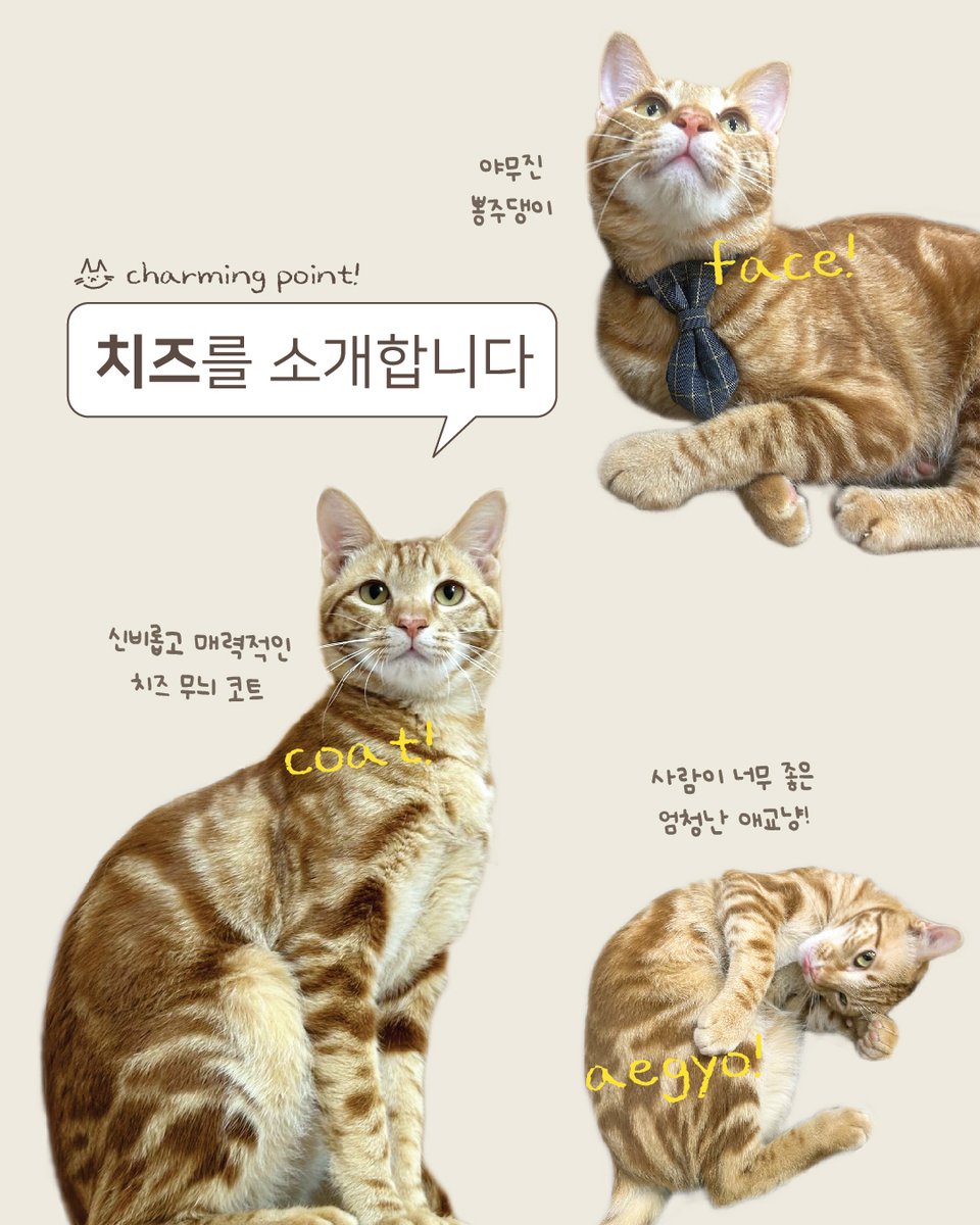 kopc2005's tweet photo. 엄청난 애교냥의 등장...!
https://t.co/6IFQh8ii8m https://t.co/TTaCvkoFls