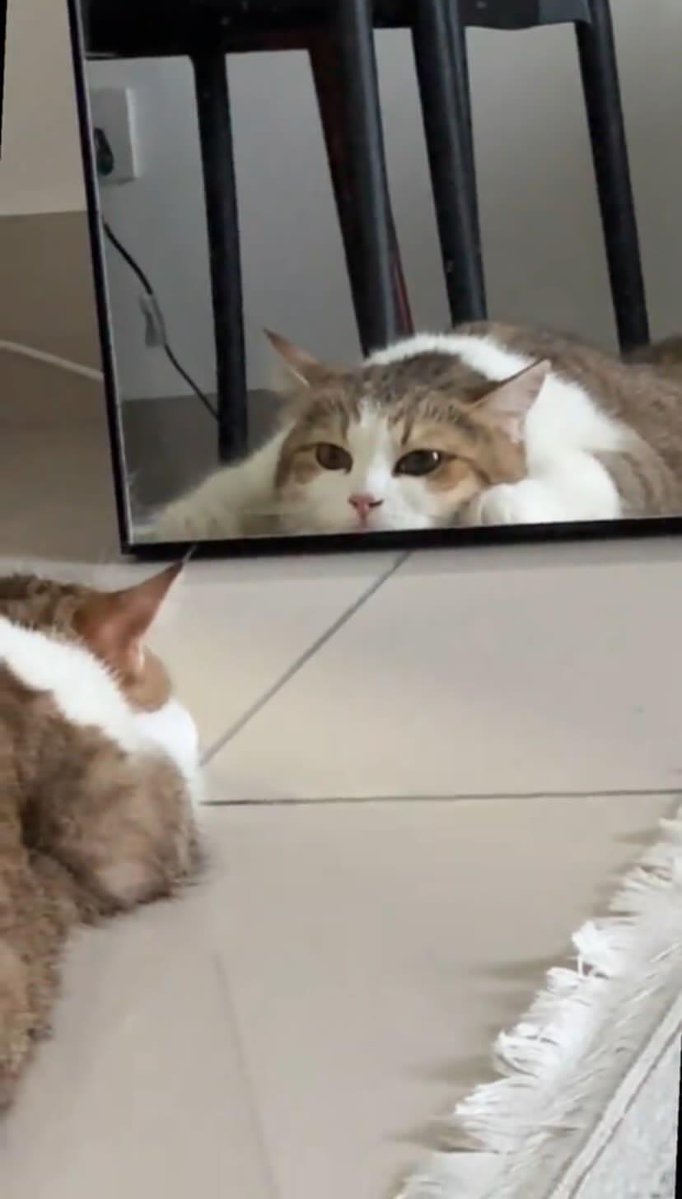 Arzoo4560's tweet photo. Even in the mirror, I'm the most handsome, right? ππ
#CaptainTheCat #CatMirror #MirrorSelfie #CatReflection #FunnyCats #CuteCat #CatLover #CatVideo #CatMemes #CaptainVibes #FluffyCat #BrownWhiteCat #CatLife #ViralCat #CatReels #FelineFriend #CatGram #PakistanCats #CaptainKiDuniya #BilliKing