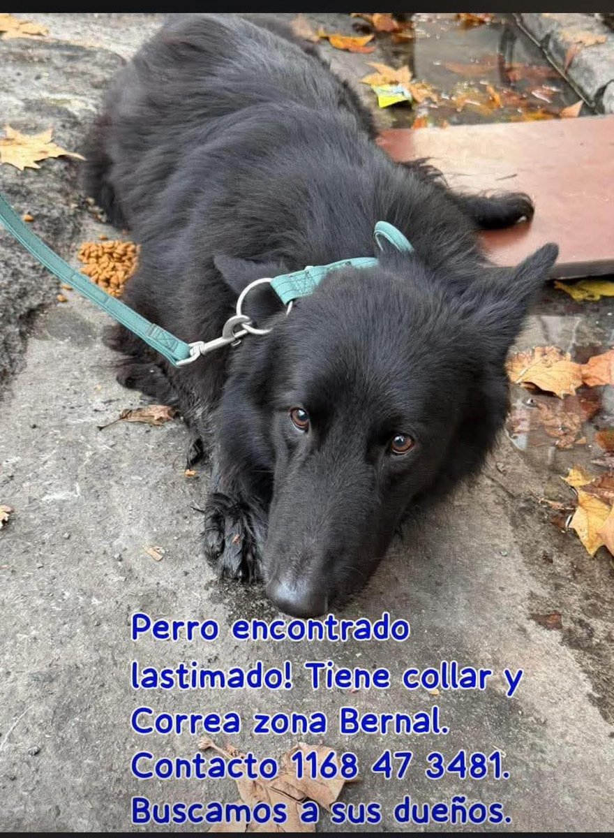 jimenadequilmes's tweet photo. DIFUNDIR POR FAVOR!!!💞 Alguien está BUSCANDO A ESTE ANGELITO???🙏🥹🏠💓 Desde ya, muchas gracias!!!🐶🤗❤️ #Quilmes #Bernal #PerroEncontrado https://t.co/PgvPJpht63