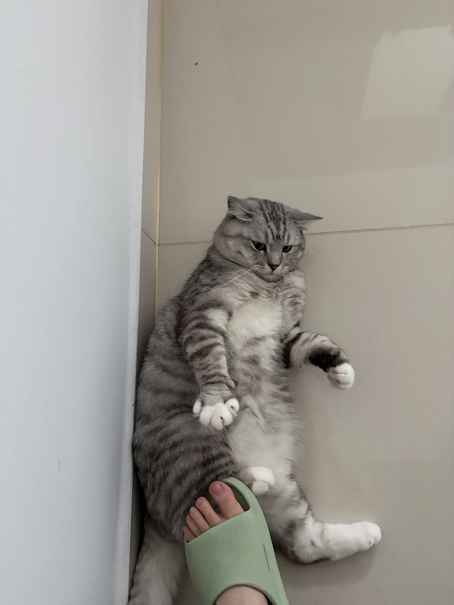 Lutheia_Chaw's tweet photo. 踩猫猫（并没有肥猫受到伤害） https://t.co/T6OiCYAeLu