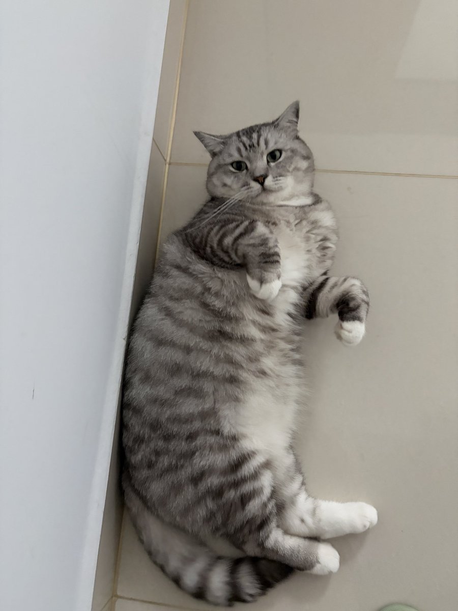 Lutheia_Chaw's tweet photo. 踩猫猫（并没有肥猫受到伤害） https://t.co/T6OiCYAeLu