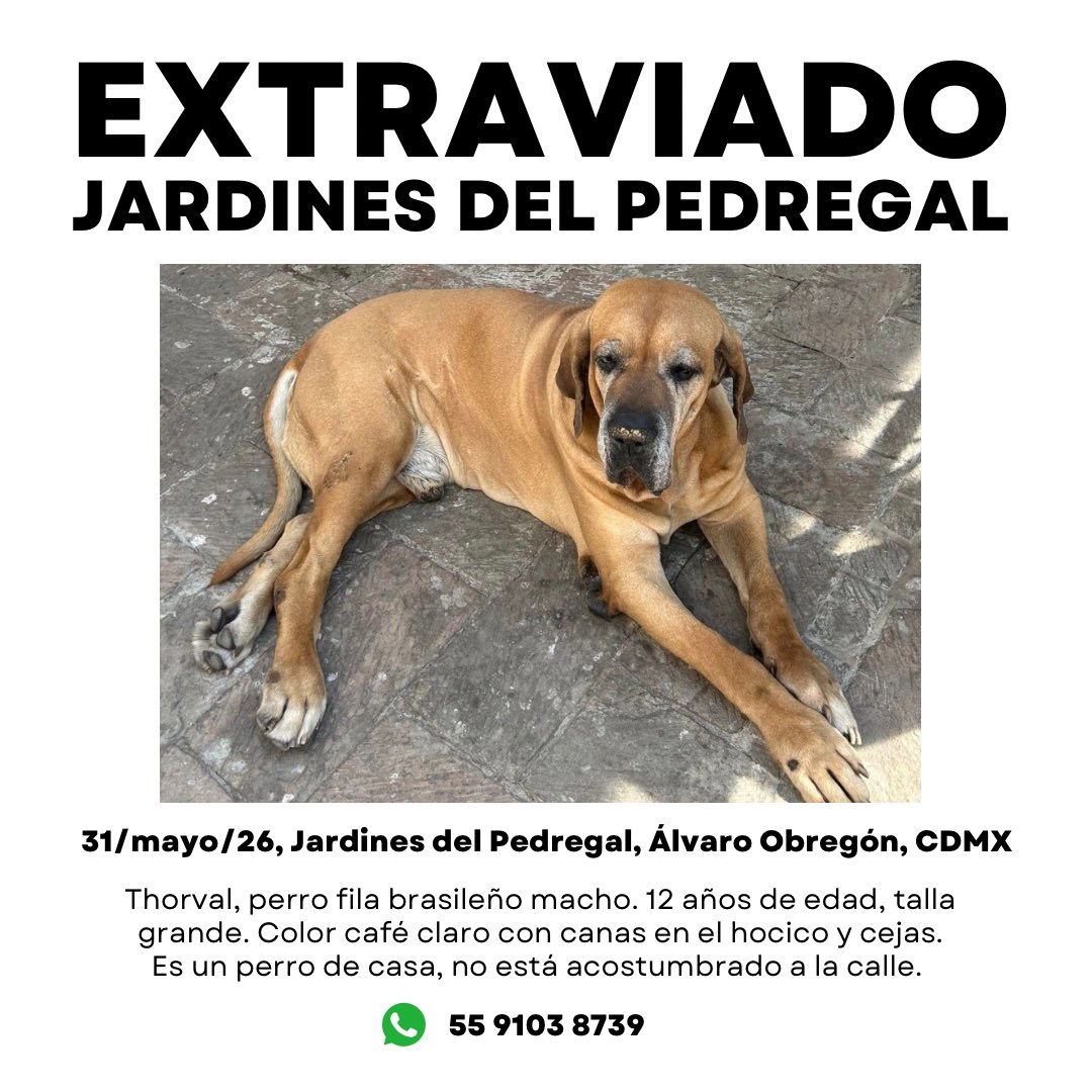 MascotasSismo's tweet photo. #Extraviado Thorval, perro macho, fila brasileño. 12 años de edad, talla grande, carita canosa. Se perdió 31/mayo/26 en Jardines del Pedregal, Álvaro Obregón, CDMX. https://t.co/2Pk7ngMkIa
