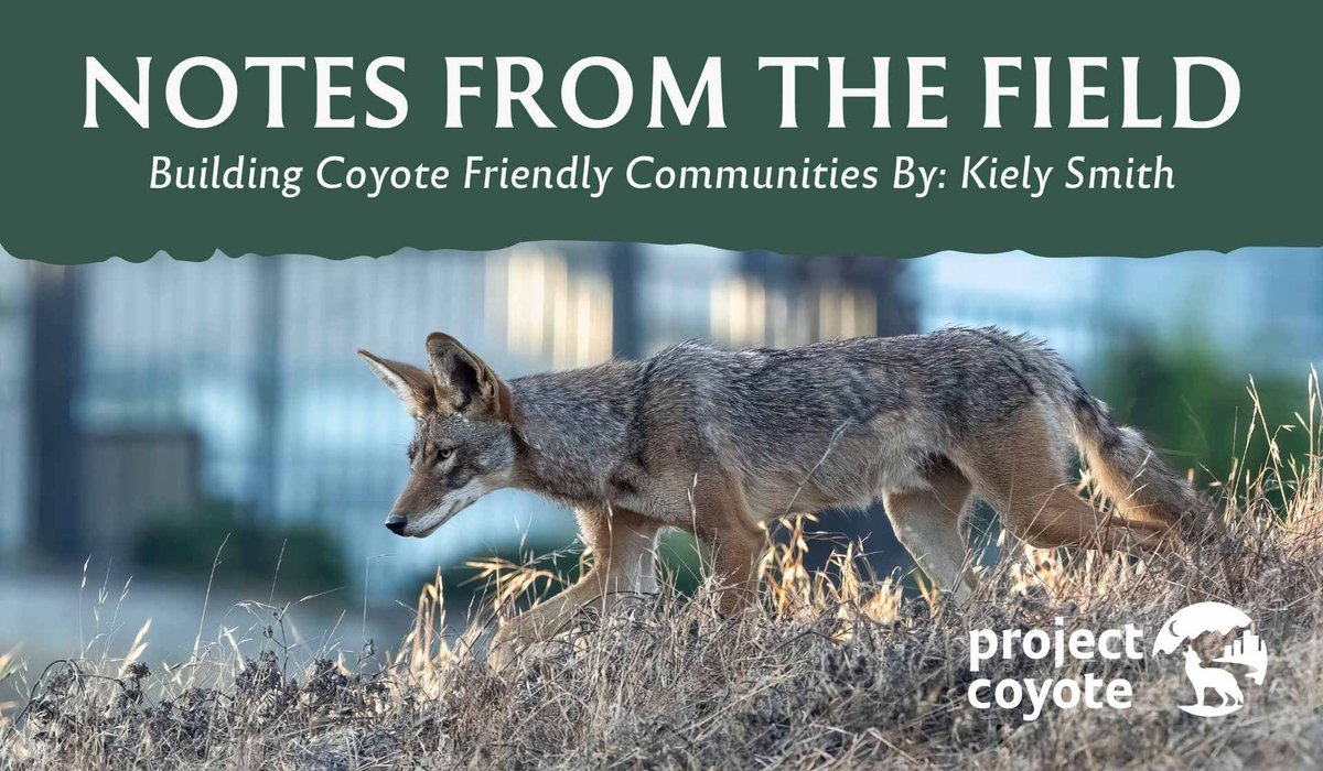 AmUmbria's tweet photo. Coexist with coyote.  Do not use poison to kill rodents which will result in a great disaster, ask Vermont. 
https://t.co/twqkBfQFr0 https://t.co/Dz17rnqMpo