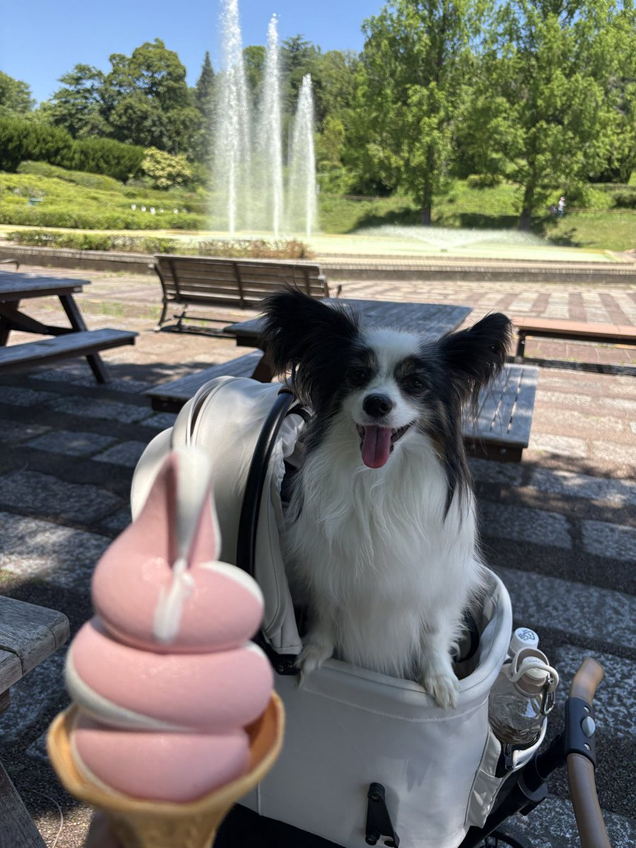 mapapy's tweet photo. これは最高の休日の過ごし方だとか…🐶 https://t.co/9h7ddhXsfu
