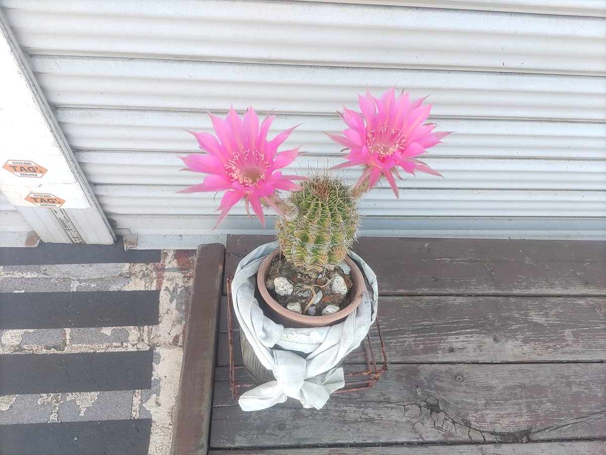 TAGcycling's tweet photo. サボテンの花ダブルで咲きました！ https://t.co/aDm3yquloR