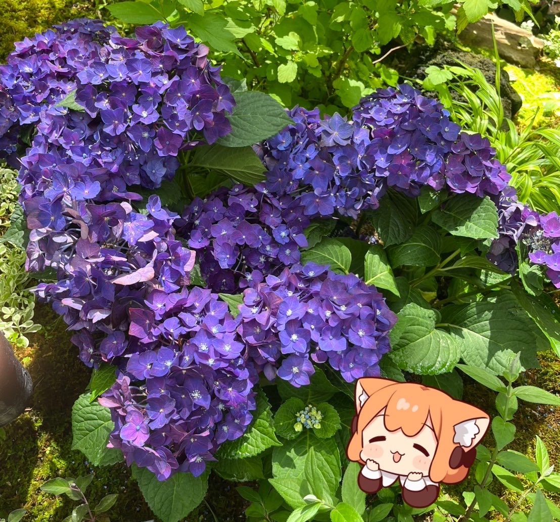 kami8san's tweet photo. ディープパープルっていう紫陽花。めちゃくちゃきれい。(実物はもっと深い色でした) https://t.co/AdJEauEbnt