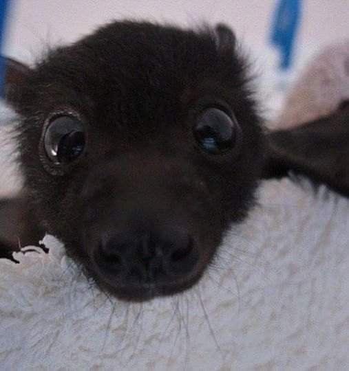 🦇Princess Battica The Third tweet media