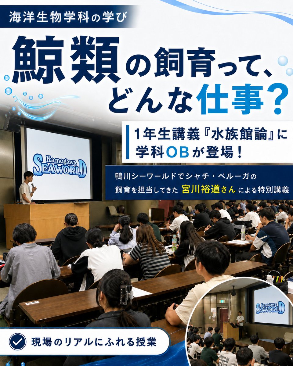 MsrNihon's tweet photo. 鯨類の飼育って、どんな仕事？🐋

1年生の講義「水族館論」に、特別なゲストが登場しました。鴨川シーワールドでシャチやベルーガ（白いクジラの仲間）の飼育を長年担当してきた、学科OBの宮川裕道さん。

現場でしか味わえない苦労、巨大な海の生きものと向き合う日々のリアル。学生たちは、思わず前のめりで聞き入っていました🐬

講話のあとも質問は止まりません。学生時代の経験から、お仕事の大変さ、鯨類（クジラやイルカの仲間）の飼育の工夫まで。ここでしか出会えない学びの時間に。

「好き」を仕事にした先輩の言葉、進路のヒントになるかも✨

当学科についてもっと知りたい人は、プロフィールのリンクから学科ページへ！

＜ハッシュタグ＞

#日大 #日本大学 #生物資源科学部 #生物資源 #海洋 #海洋生物学科 #大学選び #理系 #水族館 #飼育員 #シャチ #海洋生物 #将来の夢 #OB講話