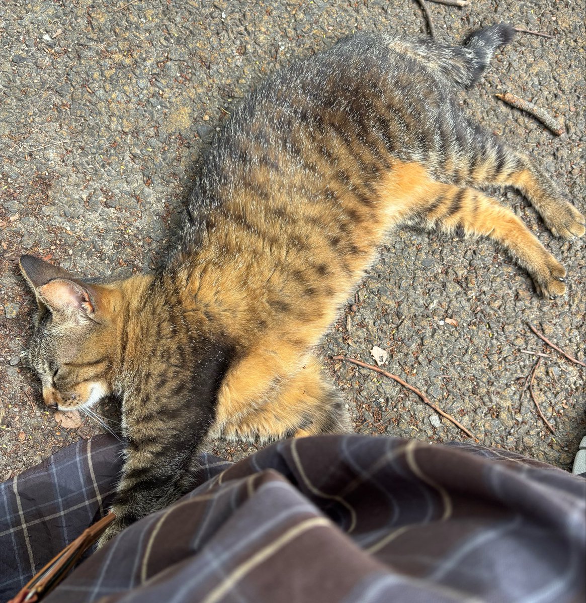 noharayuka's tweet photo. 別府の懐っこい地域猫さま🐱

また会えたね‼️と思ったら秒で足元で寝た💤

愛しすぎて離れられない…

#さぶぱれ https://t.co/dZQZikp2cj