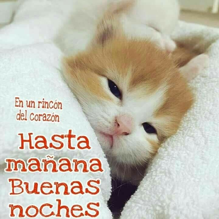 coolfunnnn's tweet photo. buenas noches!!! https://t.co/IhiQhwUmhr