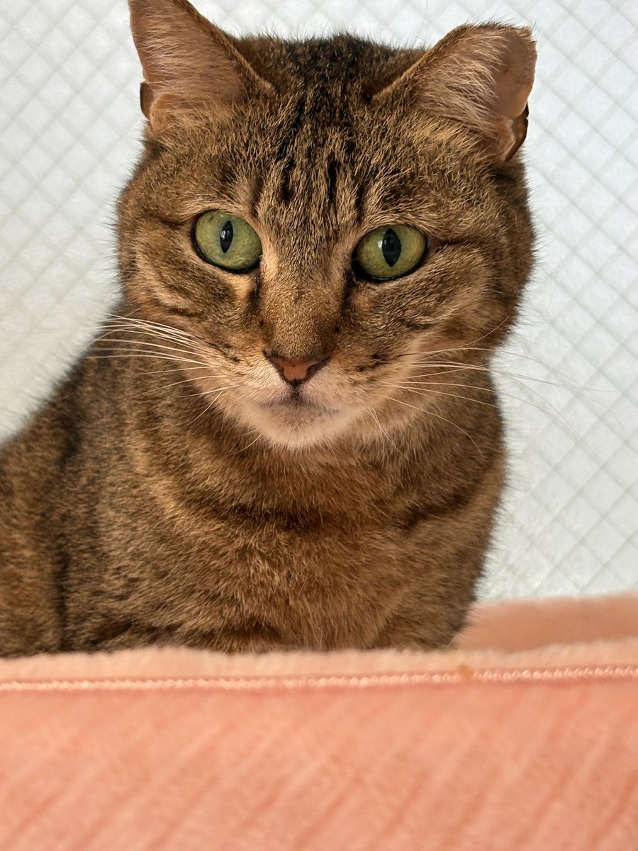 6/1月 のんびりのんびり営業中です🐱🐾 もう6月かー！
