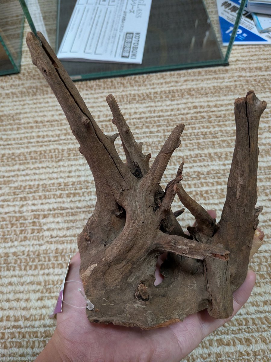 掃除する前に新しく買った流木のアク抜きをしときます🌳