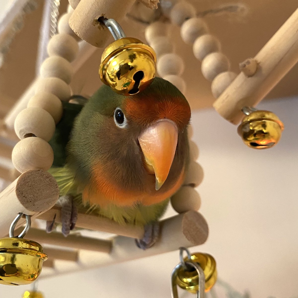 kotoribu's tweet photo. 今日の「カバー小鳥」は、onちゃん（ヤエザクラインコ）です。「新しいぼうし、似合う？」鈴をちょこんと頭に乗せたような、お茶目なミラクルショットです👀✨
#ヤエザクラインコ 
https://t.co/zEaRyq8C7s https://t.co/3e3i4iniHb
