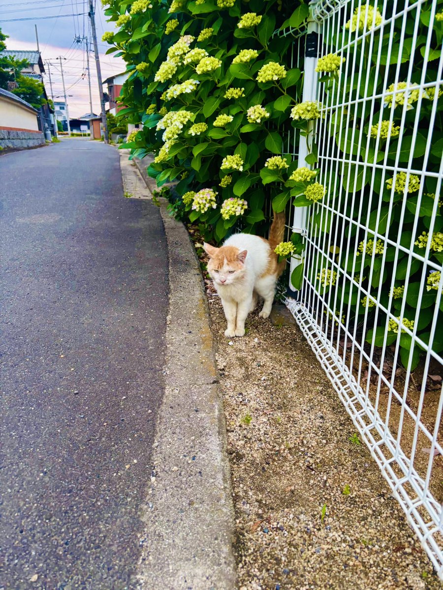 tanobikeruto's tweet photo. 6月だね🍀
おいら、アジサイきらい🪻
咲いたら雨降るからね☔️
雨宿りのお気に入りさがさなきゃ🌧️

#地域猫　#アジサイ https://t.co/5jSAtQbZfN