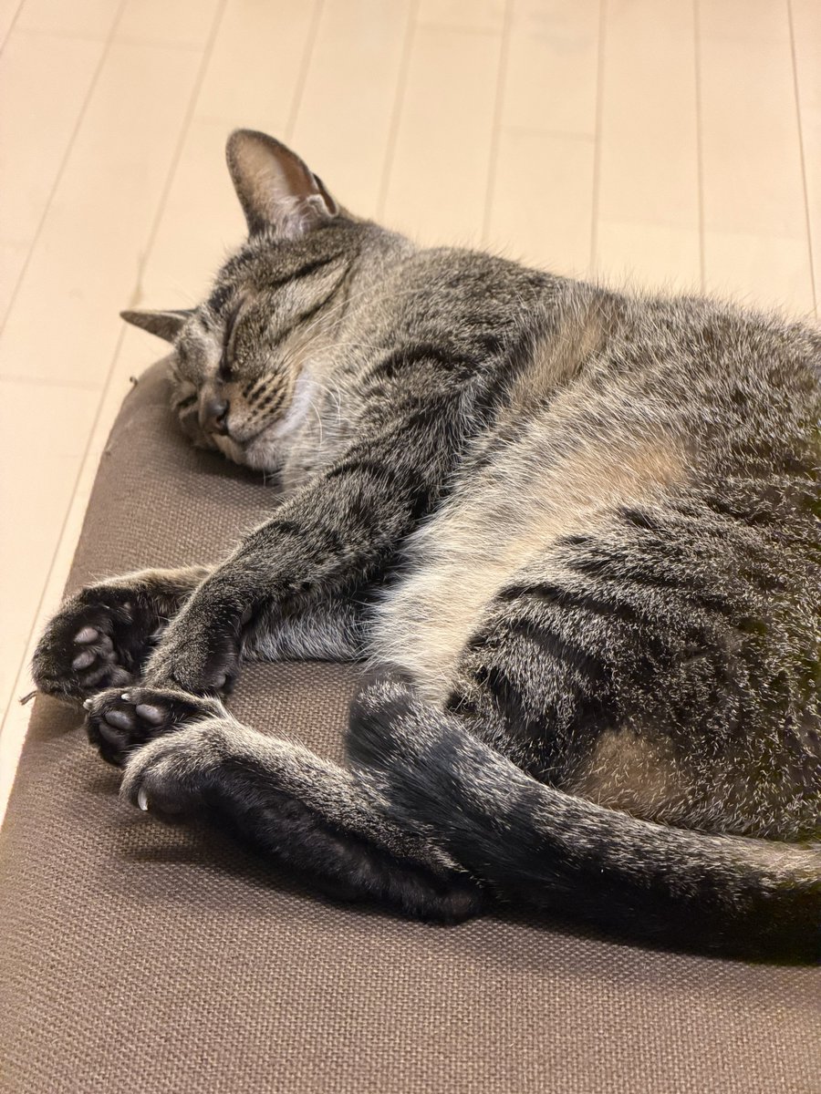 oosuka_jun's tweet photo. とっくに起きてましたが
おはようございます
6月ですね。月曜日ですね。
こちら昨晩、ブラッシングを終えてソファーで寝転ぶハマチです。
毛が艶々になりました。
皆様、良い一日を。 https://t.co/jTCV00yCo0