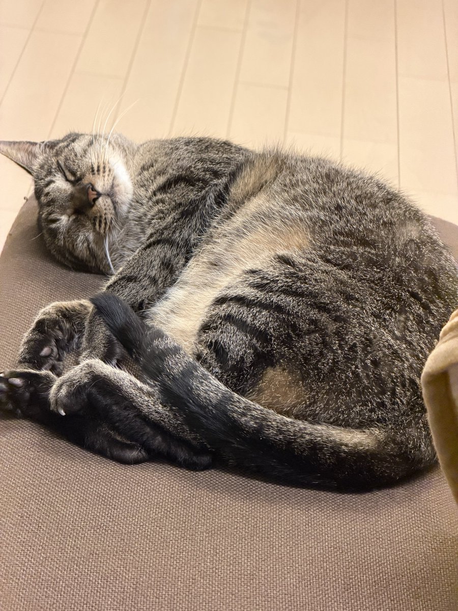 oosuka_jun's tweet photo. とっくに起きてましたが
おはようございます
6月ですね。月曜日ですね。
こちら昨晩、ブラッシングを終えてソファーで寝転ぶハマチです。
毛が艶々になりました。
皆様、良い一日を。 https://t.co/jTCV00yCo0