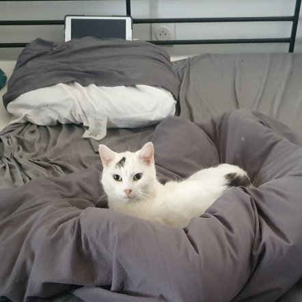 Mostashka's tweet photo. Bonjour petit rouldada je t'aime tu es très mignon https://t.co/M3kJuZOiVP